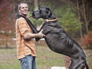 Zeus biggest ever dog
