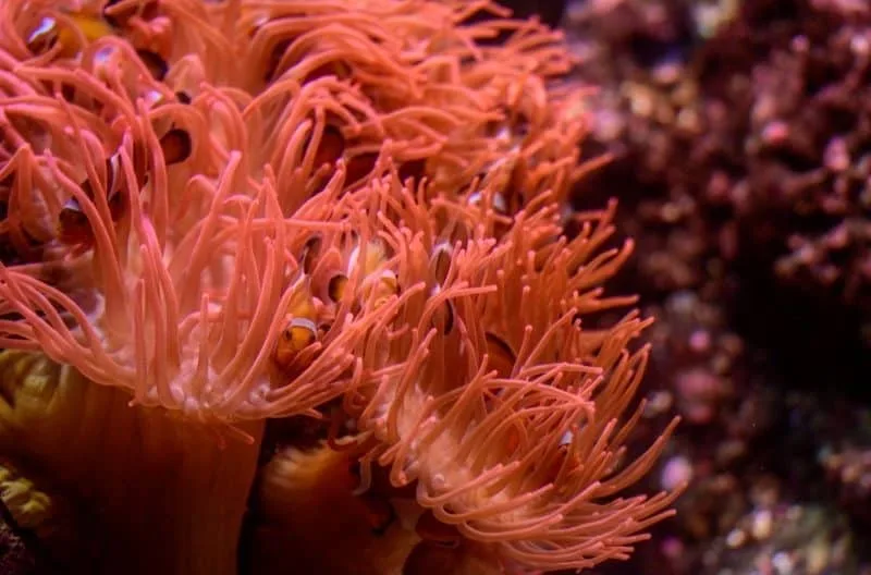 Symbiosis