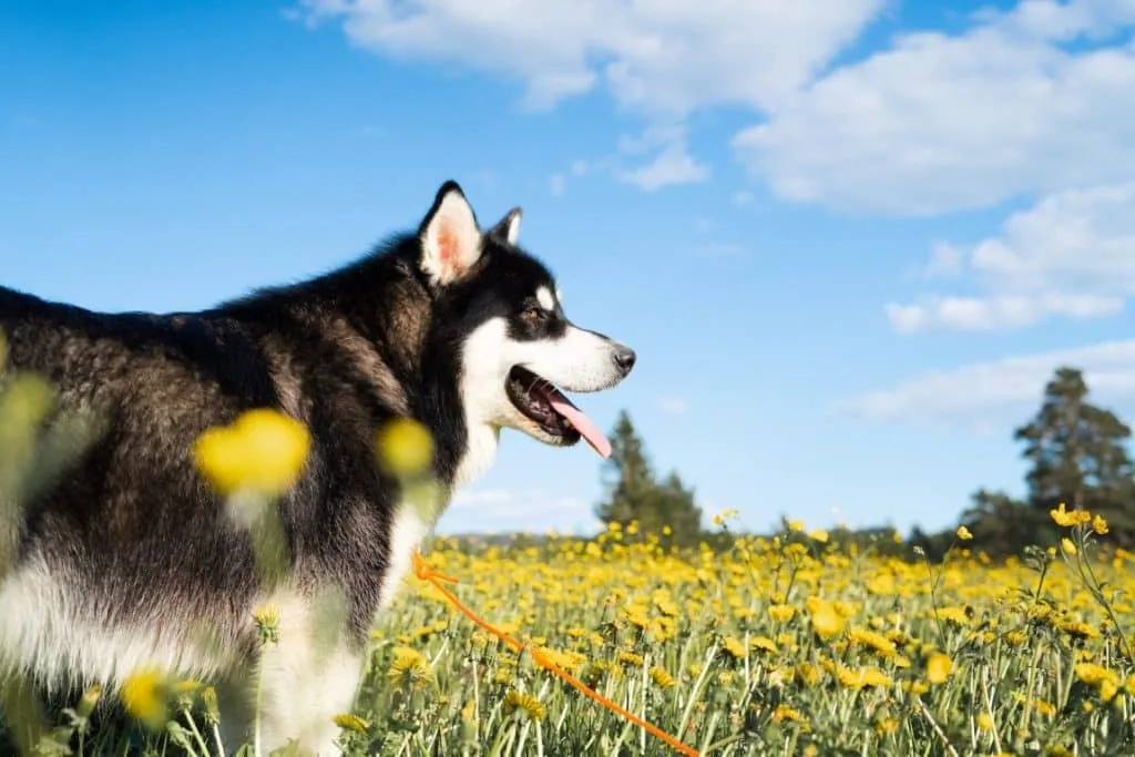 Alaskan Malamute: Den Majestætiske Sneulv i Dit Hjem Alaskan Malamute