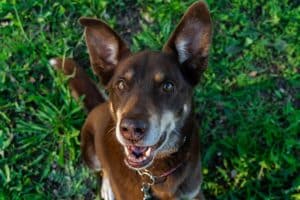 Australian Kelpie