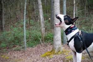 Bull Terrier