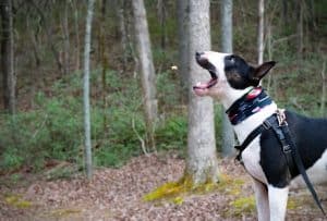 Bull Terrier