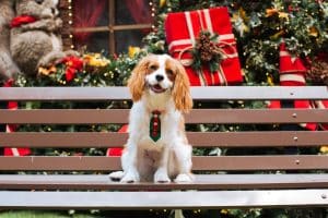 Cavalier King Charles Spaniel