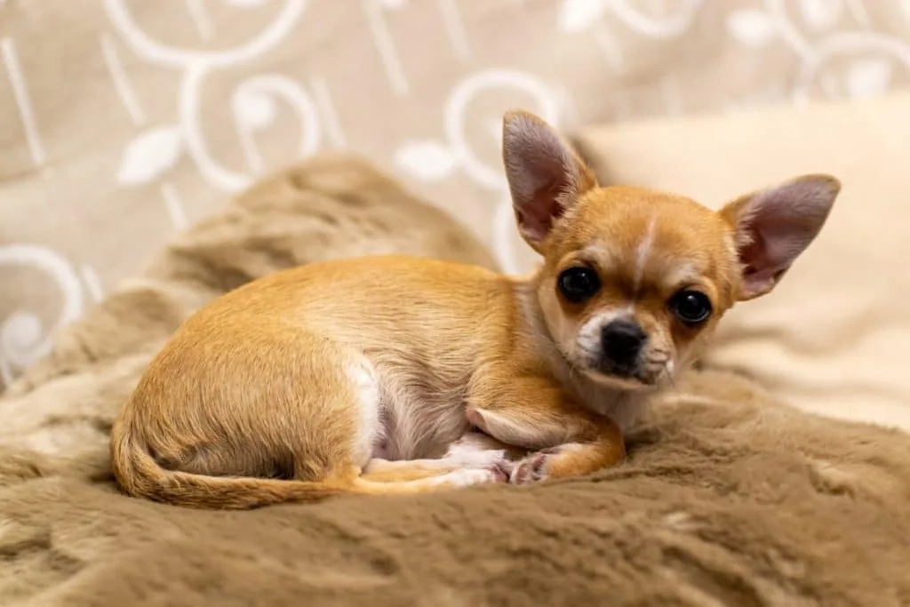 Chihuahua Charme: En Lille Hund med en Kæmpe Personlighed Chihuahua