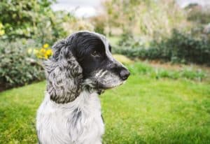 Cocker Spaniel