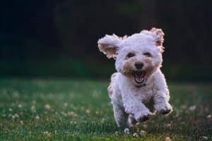 Coton De Tulear