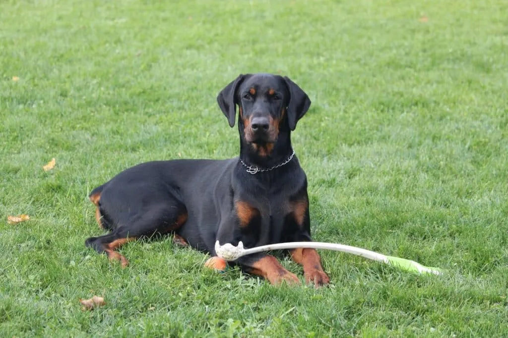 Doberman