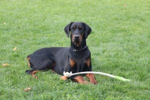 Doberman