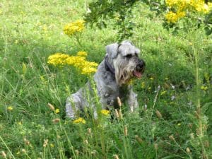 Dværgschnauzer