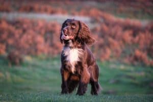 Engelsk Cocker Spaniel