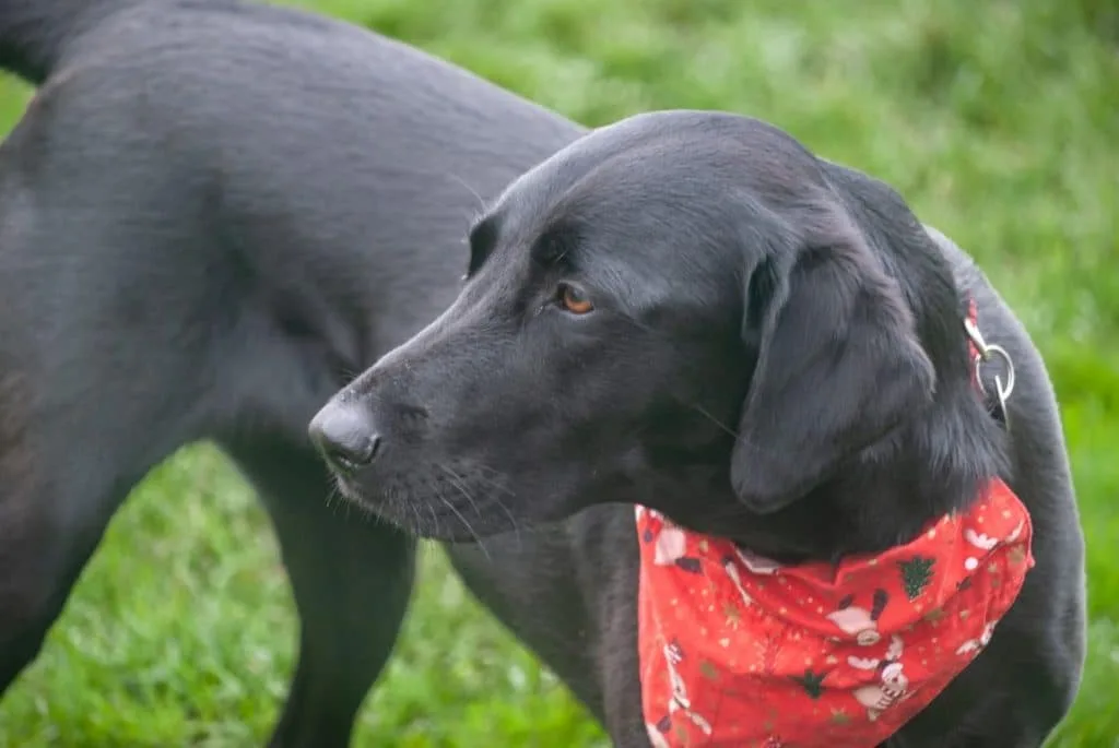 Flat Coated Retriever: Den Strålende Glade Ledsager Med Silkeblød Pels Flat Coated Retriever