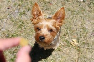 Fox Terrier