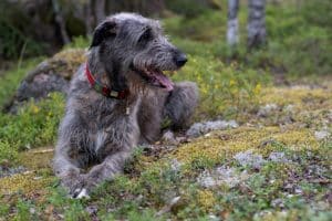 Irsk Ulvehund