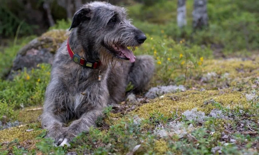 Irsk Ulvehund