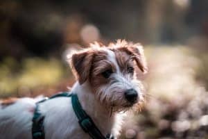 Jack Russel Terrier