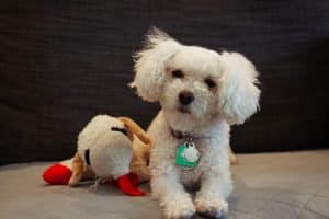 Maltipoo