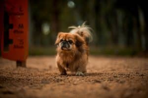 Pekingeser