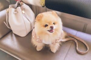 Pomeranian