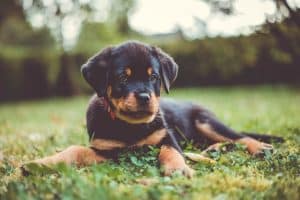 Rottweiler