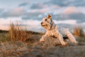 Schnauzer