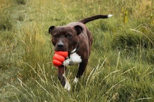 Staffordshire Bull Terrier