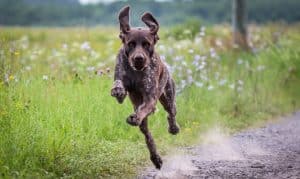 Tysk Korthåret Hønsehund