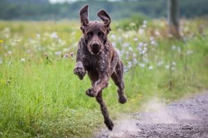 Tysk Korthåret Hønsehund