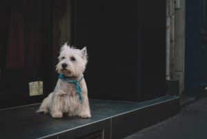 West Highland White Terrier