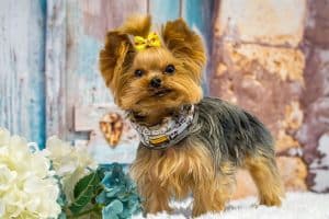 Yorkshire Terrier