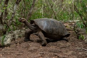 Galápagos-skildpadder