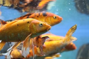 Koi-karper