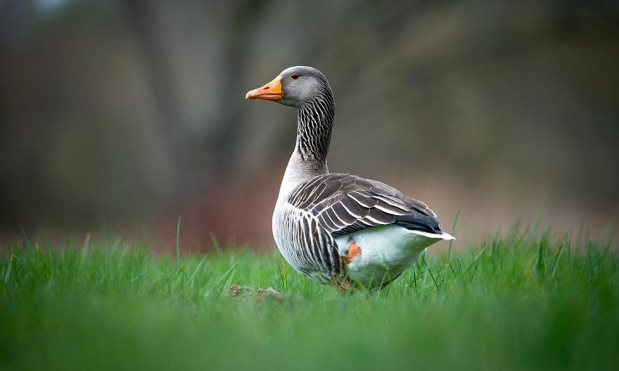 Pato O’Ward vender tilbage til McLaren for træning på hjemmebane i Mexico i 2025