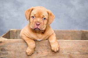 Dom i Retssag om Ulovlig Handel med Hunde fra Polen