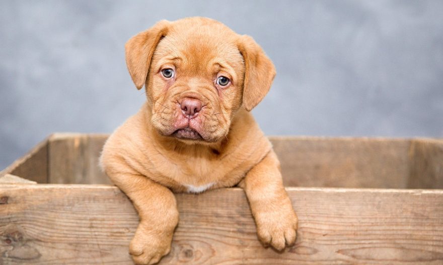 Dom i Retssag om Ulovlig Handel med Hunde fra Polen