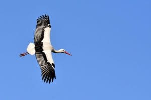 Storken fulgte romerne: Ny rapport afslører fuglens historiske tilknytning til menneskers rejser