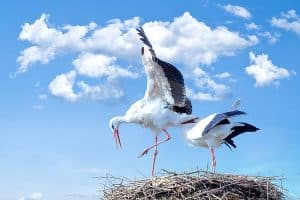 Højeste antal ynglende storke i Danmark i 35 år: Klar fremgang trukket af klimaforandringer